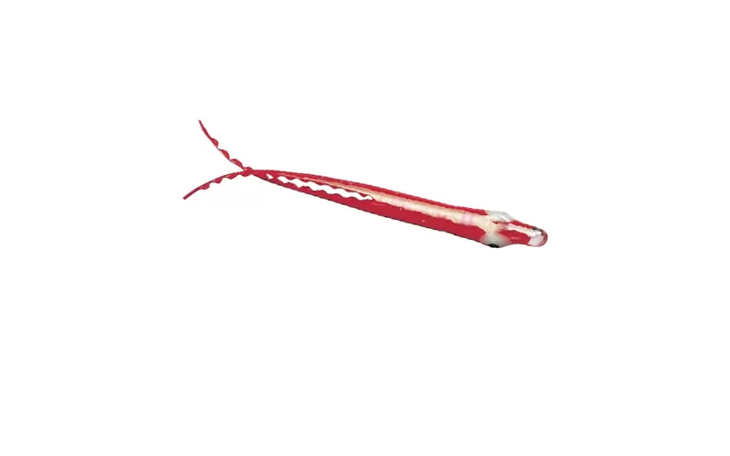 Yo Zuri Aurora Rig Calamari, At Price Of 3.71 € - Image 9